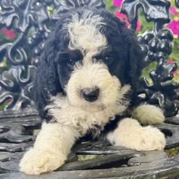 Girl 2 - Tri-color female Bernedoodle puppy in Russiaville, Indiana from Pleasant Creek Minibernedoodles