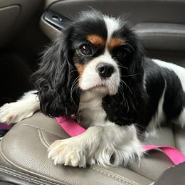 Millie - Tri-color female Cavalier King Charles Spaniel puppy in Washington, North Carolina from Farmhouse Cavaliers NC