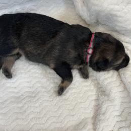 Ms. Furball McPherson - Bi-color female German Shepherd puppy in High Ridge, Missouri from Adelheid Shepherds