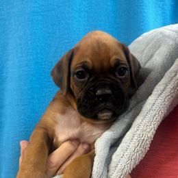 Orion - Fawn male Boxer puppy in Elyria, Ohio from Just-A-Wyn Boxers