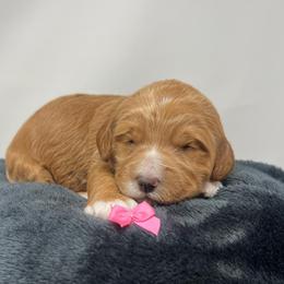 Eden's Pink Female - Apricot female Goldendoodle puppy in Great Falls, Montana from Montana Goldendoodles