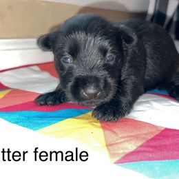 Scottish Terrier Puppies from Oodles of Cuties!