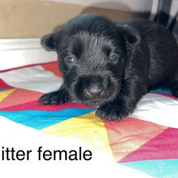 Scottish Terrier Puppies from Oodles of Cuties!