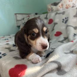 White - Chocolate and cream male Dachshund puppy in Cumby, Texas from Dog Daze Ranch