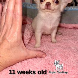 Noodle 3,500 - Cream male Chihuahua puppy in Naples, Florida from Naples Tiny Dogs