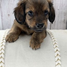 Lemon - Red male Dachshund puppy in Elkhart, Indiana from jennelle johnson