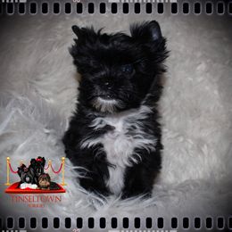 Yorkshire Terrier Puppies from Tinseltown Yorkies