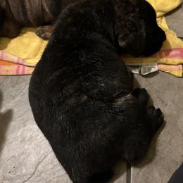 Scout, Boy 1 - Cane Corso puppy from K9 Guardian Cane Corso