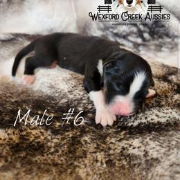 Boy 6 - Black tri-color male Australian Shepherd puppy in Harpers Ferry, Iowa from Wexford Creek Aussies, LLC