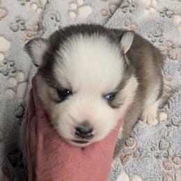 BxE g3 - Black and white female Pomsky puppy in Charlotte, Michigan from Moore Pomskies