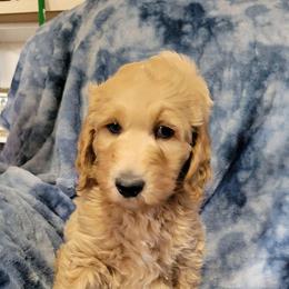 Bentley, red - Apricot male Goldendoodle puppy in Blountsville, Alabama from Southern Charm Goldendoodles