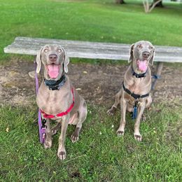 Weimaraner All Grown Up from Ball Bluff Kennel
