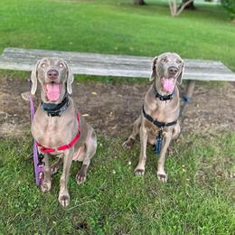 Weimaraner All Grown Up from Ball Bluff Kennel