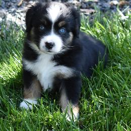 Black Tri Female with Blue Eyes - Black tri female Miniature Australian Shepherd puppy in Parma, Idaho from Arena Valley Acres