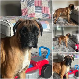 Obi - Fawn male Boxer puppy in Henderson, Tennessee from Vom Broadvalley