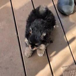 Foxy - Black and tan male Pomeranian puppy in Scio, Oregon from Mac Daddy Poms