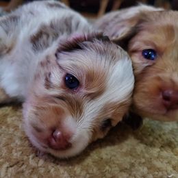 Toy Australian Shepherd Puppies from BearKat Toy Aussies