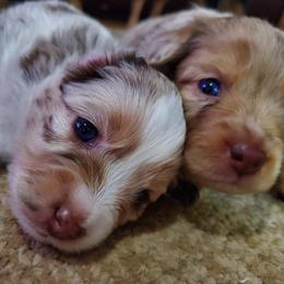 Toy Australian Shepherd Puppies from BearKat Toy Aussies