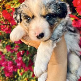 Conchita - Blue merle female Miniature Australian Shepherd puppy in Valley Center, California from DLT MiniAussie
