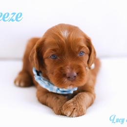 Breeze - Red male Australian Labradoodle puppy in Diamond Bar, California from Furrytaildoodles