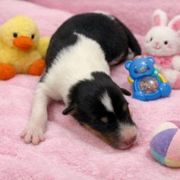 Jade - Black white and tan female Collie puppy in Carencro, Louisiana from Cajun Bayou's Collies LLC