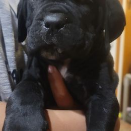 Cane Corso from Midgard Kennel