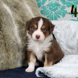 Basset Fauve de Bretagne and Miniature American Shepherd Puppies from 4 Clovers Kennel