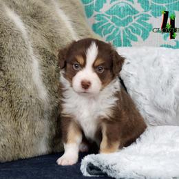 Basset Fauve de Bretagne and Miniature American Shepherd Puppies from 4 Clovers Kennel