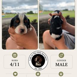 Boy 3 - Black white and tan male English Springer Spaniel puppy in Fort Meade, Florida from Lake in the Hills Springers