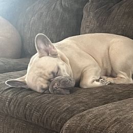 French Bulldogs from Adore-a-BULL Frenchies LLC