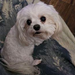Ruby - Maltese