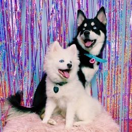 Rogue - Pomsky