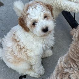 Theodore - male Poodle puppy in Greensburg, Kentucky from Doodle Me Crazy