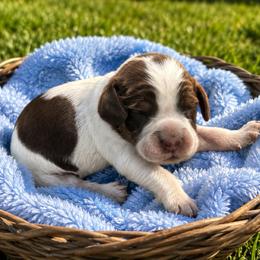 Boy 3 - Tri-Roan male English Springer Spaniel puppy in Fairfield, California from Goldridge Springers