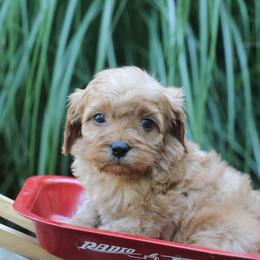 River - Apricot male Cavapoo puppy in Lewisburg, Pennsylvania from Cinda's Cavapoos