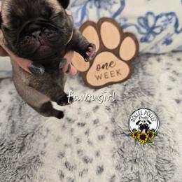 Girl 3 - Fawn female Pug puppy in Keysville, Georgia from Rollee Pollee Pugs