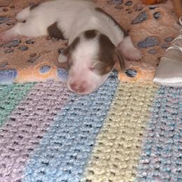 3500..Mya - Chocolate and tan female Dachshund puppy in Winter Haven, Florida from Gateway 2 Little Paws