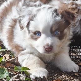 Ozzie - Red merle male Miniature Australian Shepherd puppy in Patterson, North Carolina from DreamLine Aussies