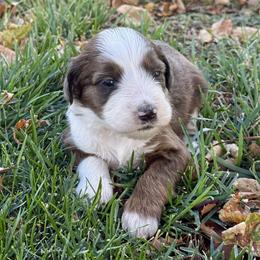 Annabelle - Chocolate merle female Bernedoodle puppy in Springville, Utah from Oodles of Bernedoodles