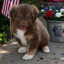 Red - Red tri-color male Australian Shepherd puppy in Harrah, Oklahoma from Kamm's Aussies