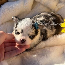 Estelle - Merle female Chihuahua puppy in Anderson, South Carolina from Lil Treasures Chihuahuas