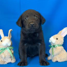 Ms. White - Black female Labrador Retriever puppy in Overton, Nevada from Sinfully Sweet Kennel