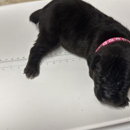 Light pink - Black male Cane Corso puppy in Laplace, Louisiana from BFM Cane Corso’s