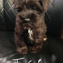 Ice - Black male Miniature Schnauzer puppy in Midland, Texas from Shebbies Puppy Palace