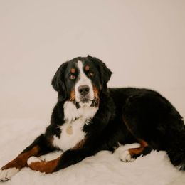 Bernese Mountain Dogs from Swiss Mountain Bernese