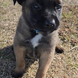 Indy's Azure - Mahogany female Belgian Malinois puppy in Berry, Alabama from North River k9