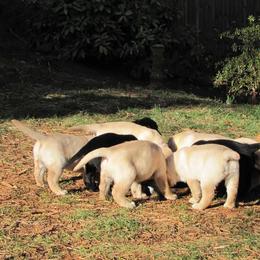 Labrador Retriever puppies from Bristol Bay Labradors