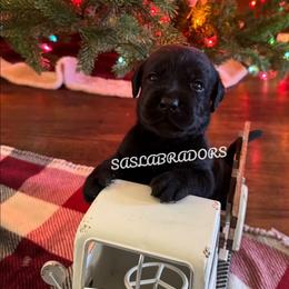 Boy 1 - Black male Labrador Retriever puppy in Palmdale, California from Sweet As Sugar Labradors