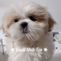 Ying - Sable and white male Shih Tzu puppy in Peoria, Arizona from Loyal Shih Tzu