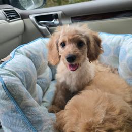 Sweet love - Apricot male Cavapoo puppy in Washington from Mt.BakerPoodles&Doodles